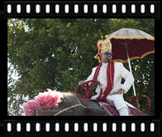 Groom on elephant